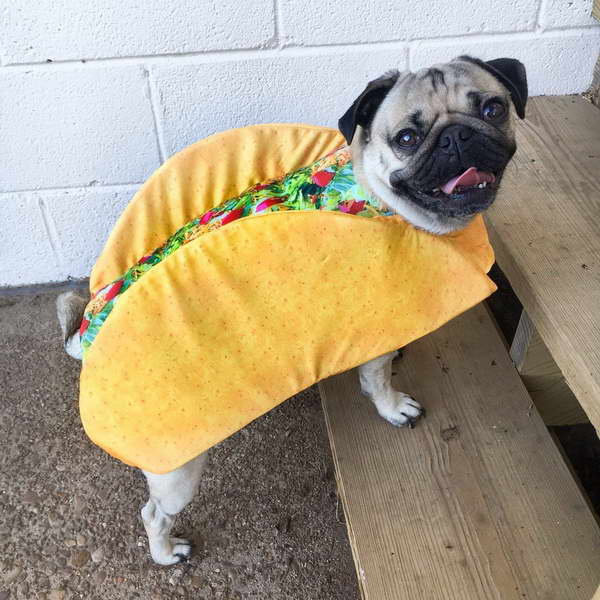 Pug halloween costume for kids