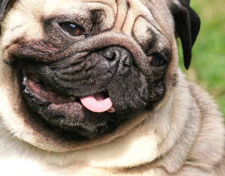 Chinese Pug Names | PETSIDI