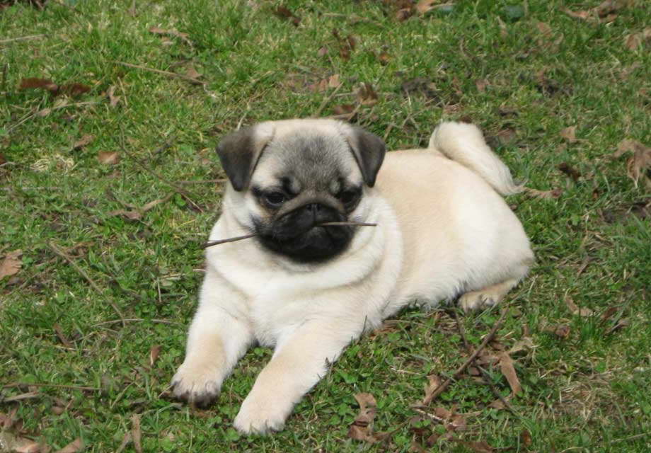 Chinese Pug Puppies