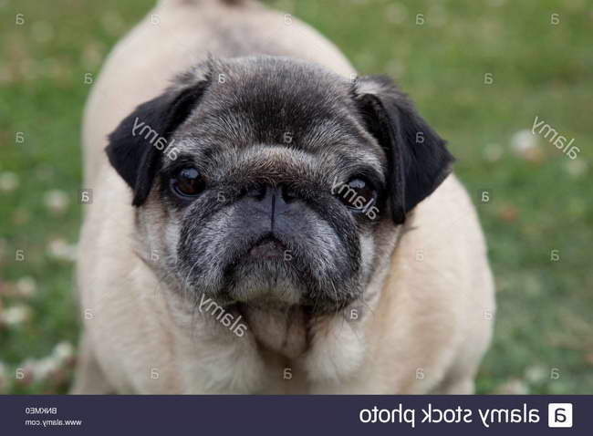 Chinese Pug