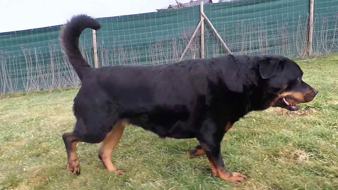 Chinese Rottweiler