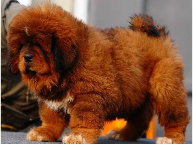 Chinese Tibetan Mastiff Puppies For Sale