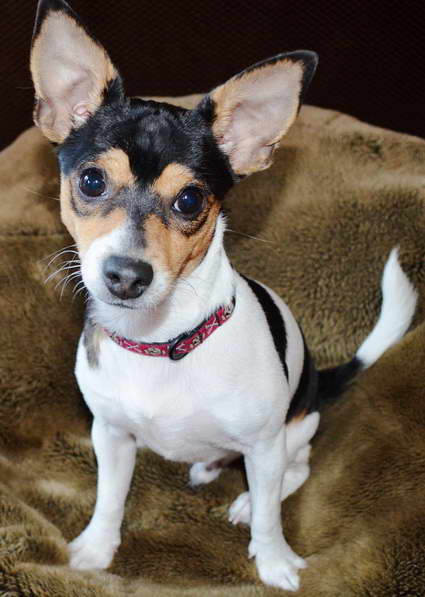 Chiuaua Rat Terrier