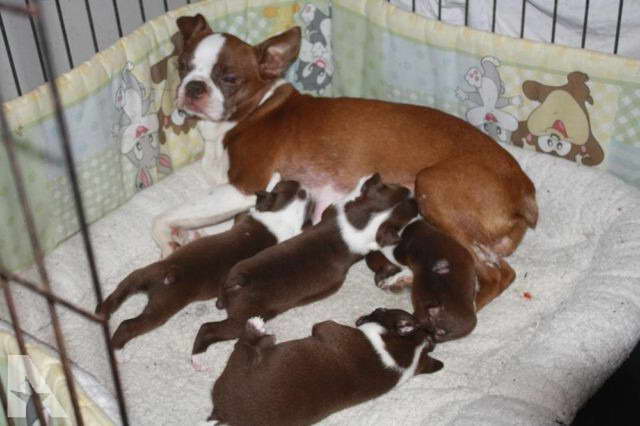 Chocolate Boston Terrier Puppies For Sale