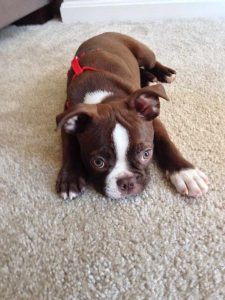 Chocolate Boston Terrier Puppy