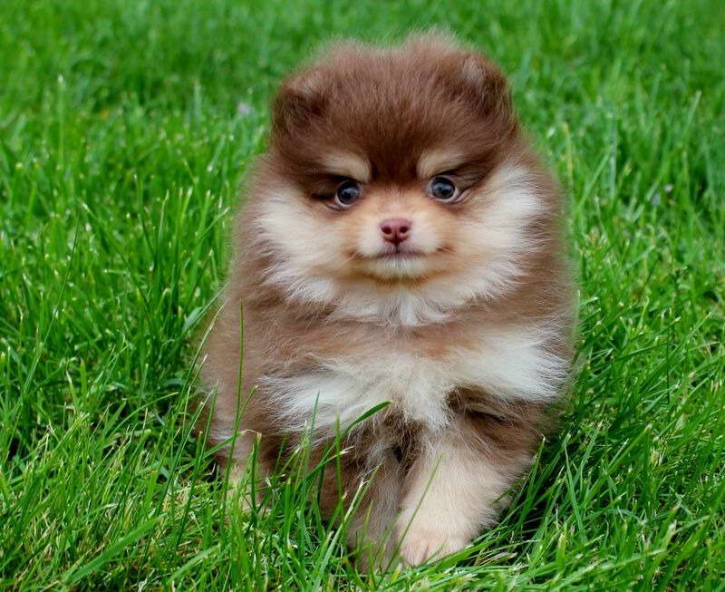 Chocolate Pomeranian Puppies For Sale