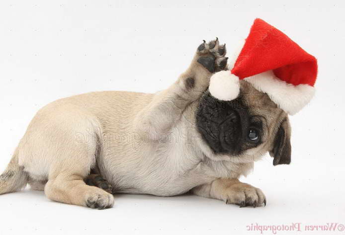 Christmas Pug Puppy