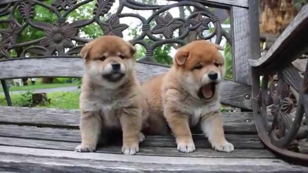 Chubby Puppies Shiba Inu