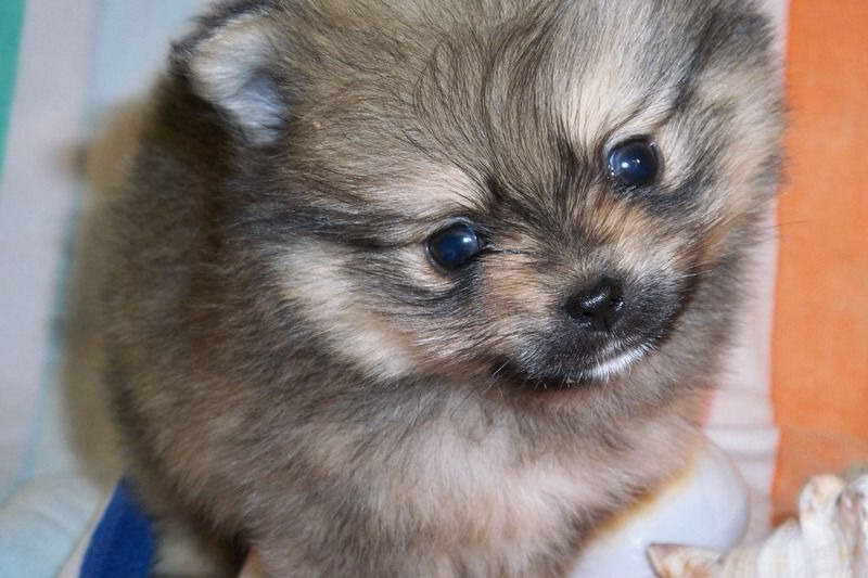 Ckc Pomeranian Puppies For Sale
