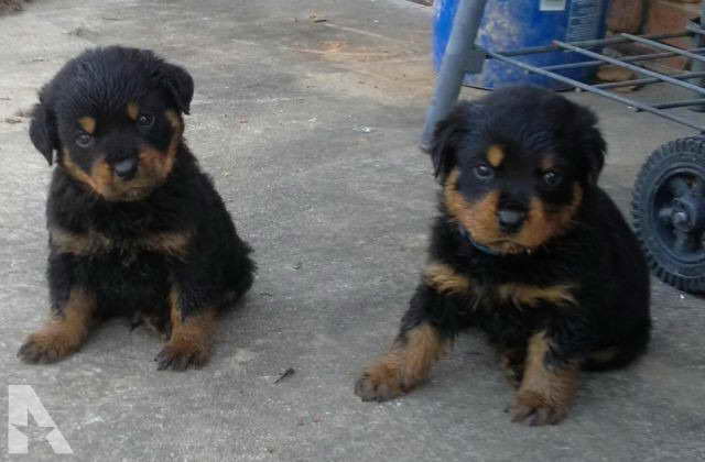 Ckc Rottweiler Puppies For Sale