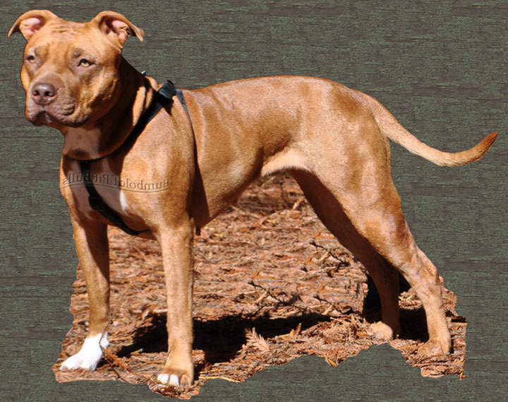 Classic American Pitbull Terrier Kennels