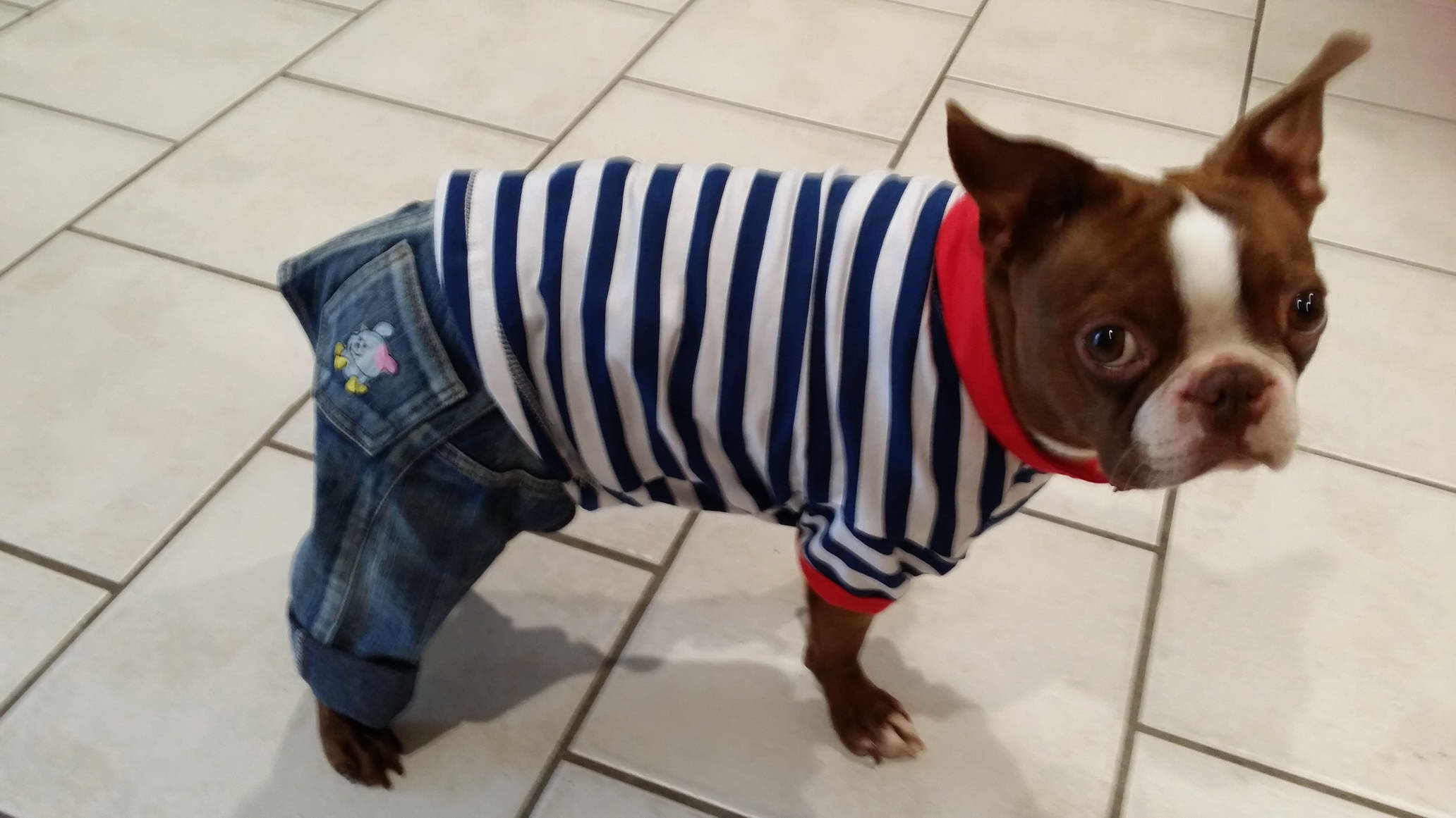Clothes For Boston Terrier