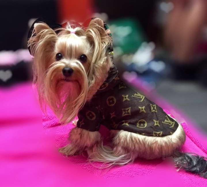 Clothing For Yorkshire Terrier | PETSIDI