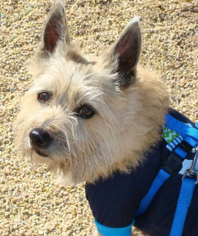 Col Potter Cairn Terrier Rescue
