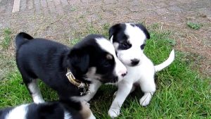 Collie Husky Mix Puppies