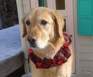 Companion Golden Retriever Rescue