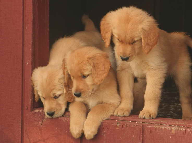 Connecticut Golden Retriever Rescue