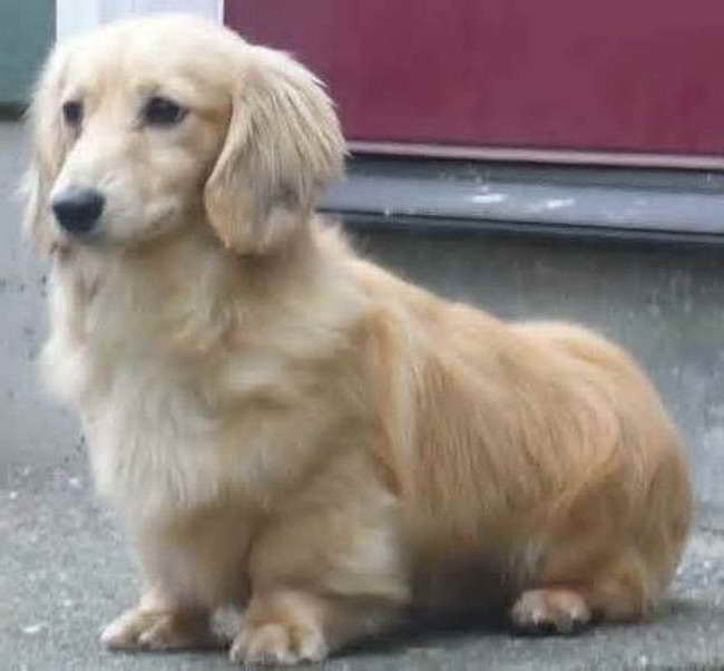 Beautiful Corgi Retriever Mix