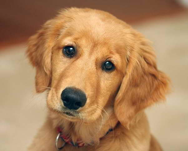 Cost Of A Golden Retriever