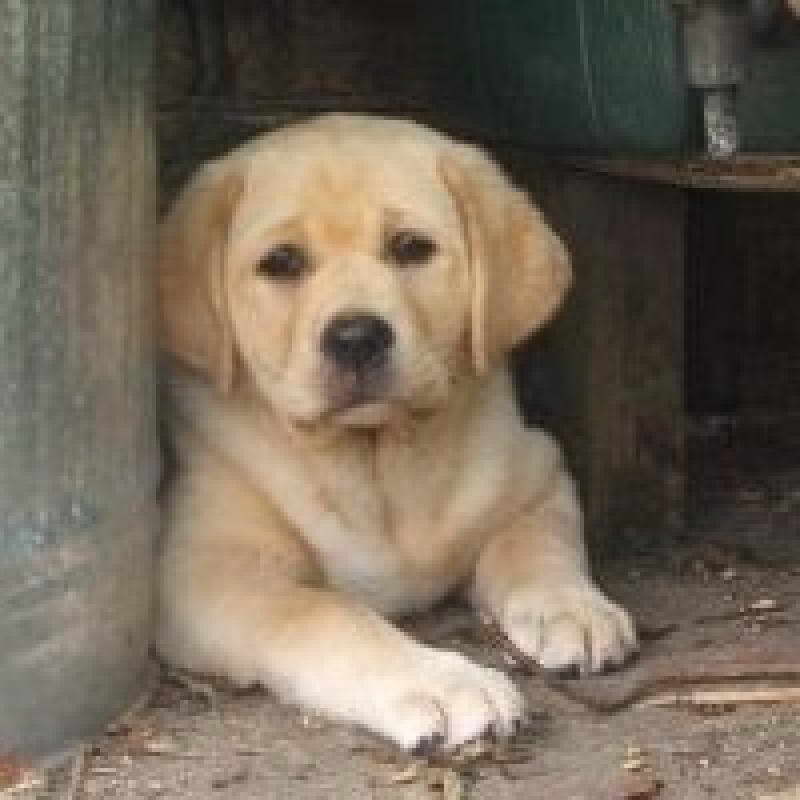 Cost Of A Labrador Puppy PETSIDI