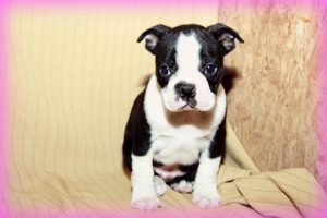 Craigslist Boston Terrier Puppies For Sale