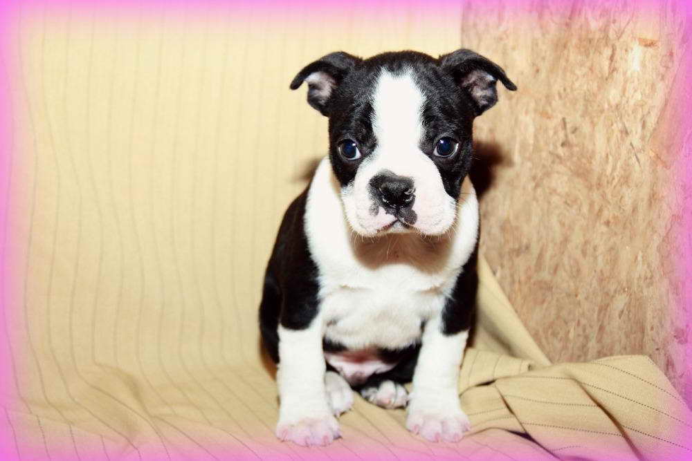 Craigslist Boston Terrier Puppies For Sale PETSIDI