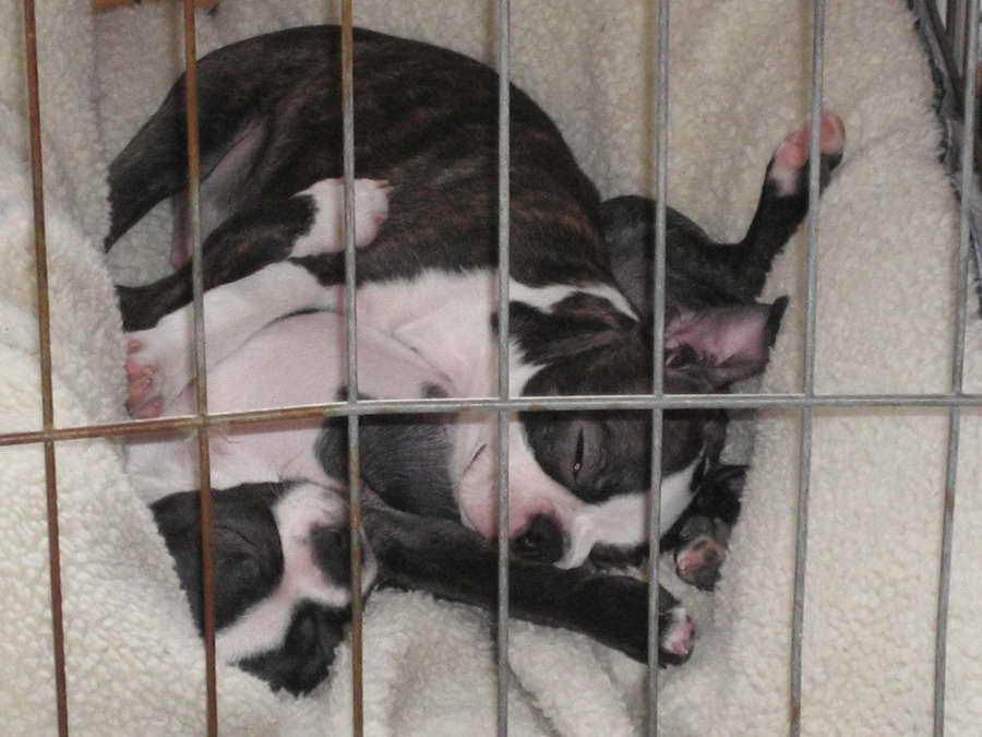 Crate For Boston Terrier