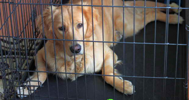 Crate For Golden Retriever Puppy
