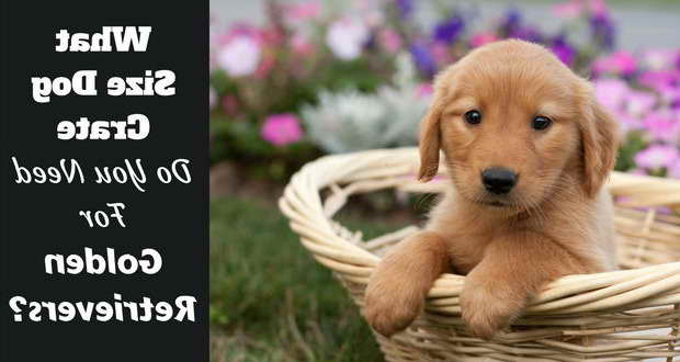 Crate Size For Golden Retriever