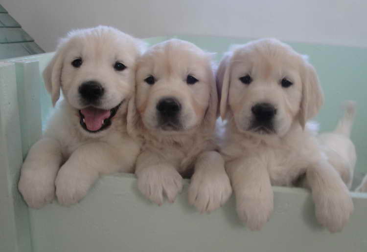 Cream Colored Golden Retriever Puppies For Sale PETSIDI   Cream Colored Golden Retriever Puppies For Sale 