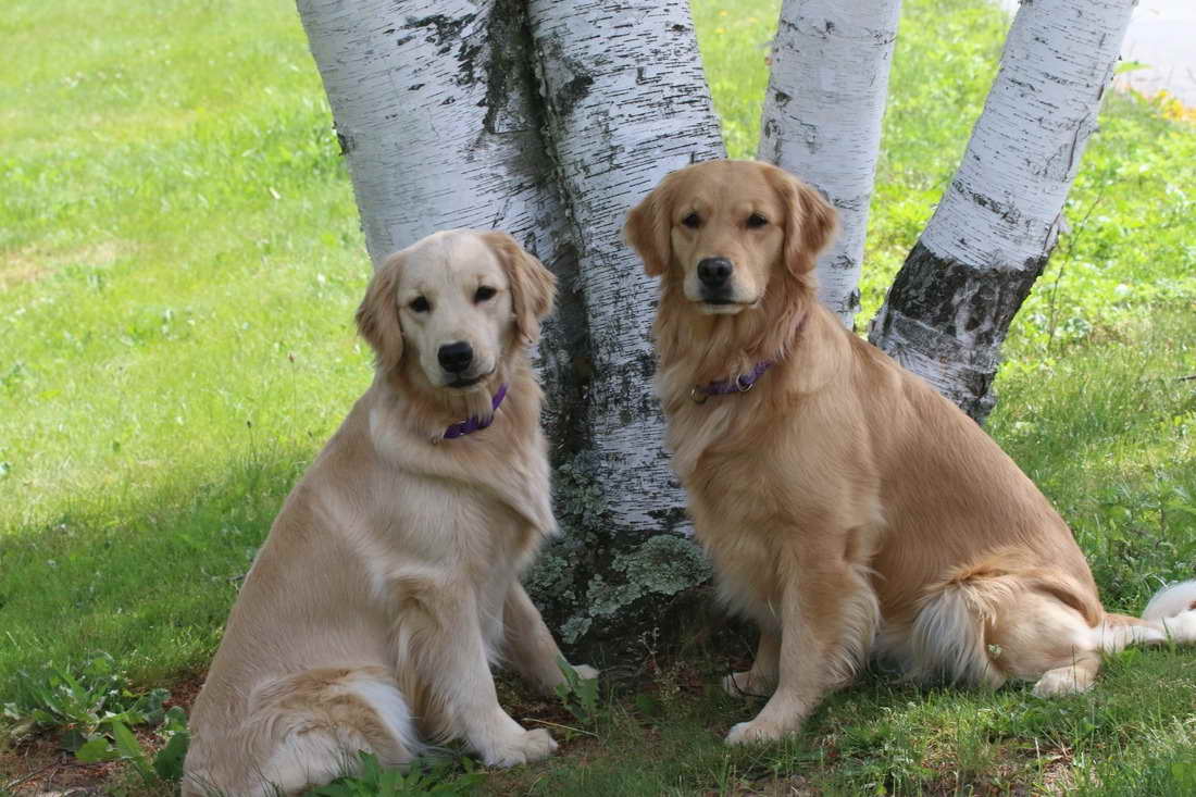 Ct Golden Retriever Puppies | PETSIDI