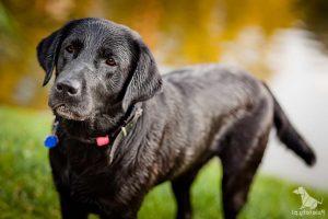 Cuanto Cuesta Un Perro Labrador