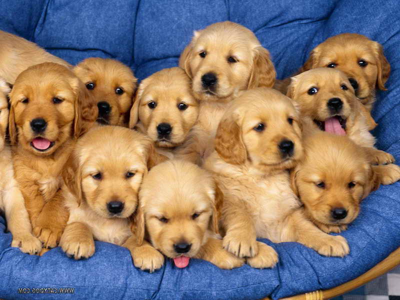 Cute Baby Golden Retriever Puppies