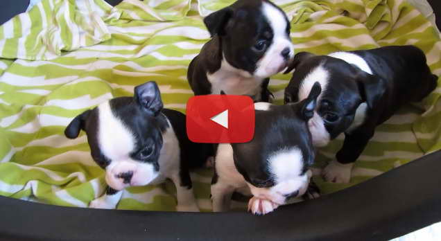 Cute Boston Terrier Videos