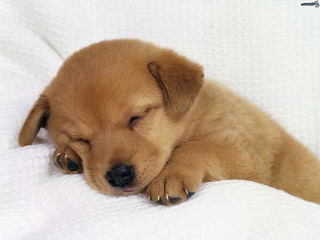 Cute Golden Retriever Puppies Sleeping