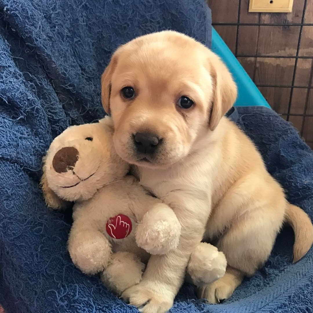 Cute Labrador Puppies PETSIDI