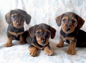 Dachshund Jack Russell Mix Puppies