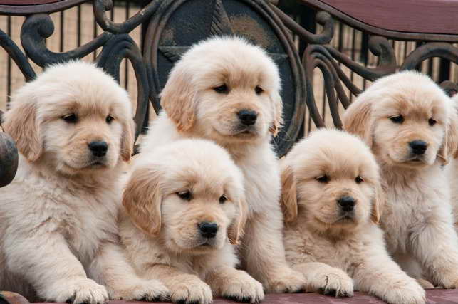 Dallas Golden Retriever Puppies