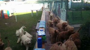 Delaware Valley Golden Retriever Rescue Dogs