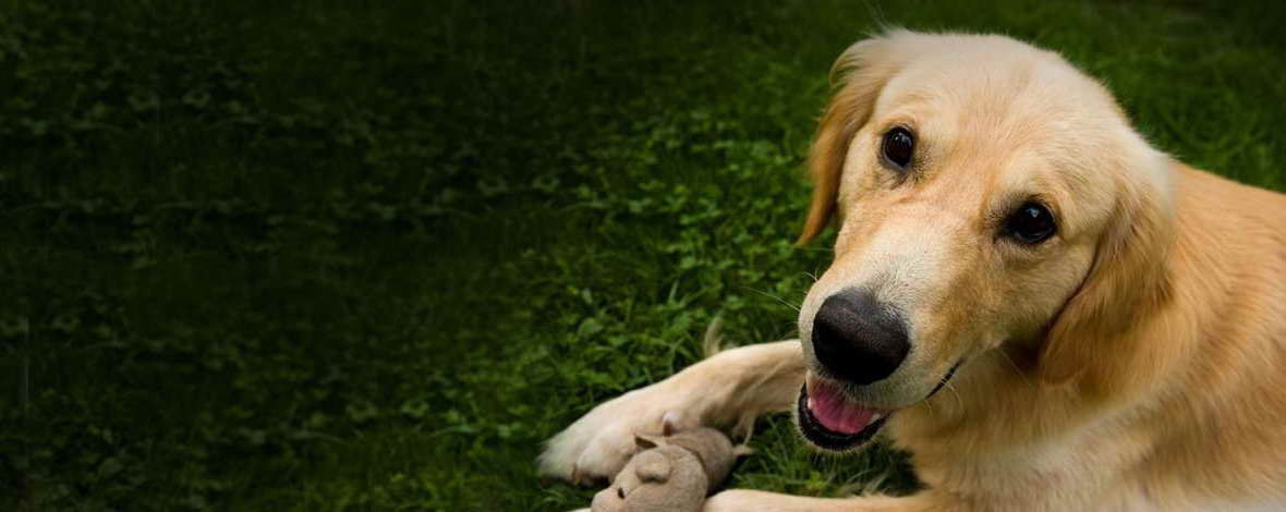 Denver Golden Retriever Rescue