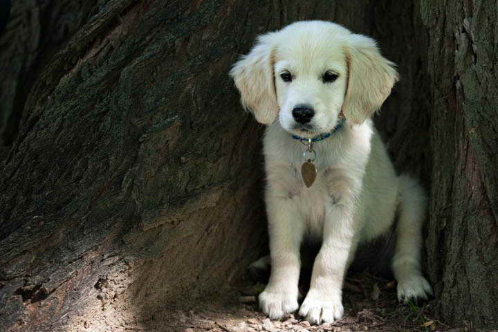 Denver Golden Retriever