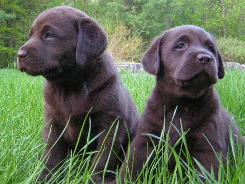 Denver Labrador Puppies