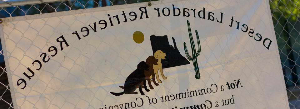 Desert Labrador Retriever Rescue