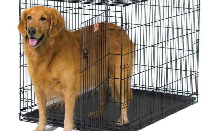 Dog Crate For Golden Retriever