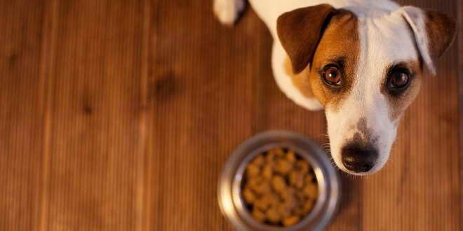 Dog Food For Jack Russell Terrier