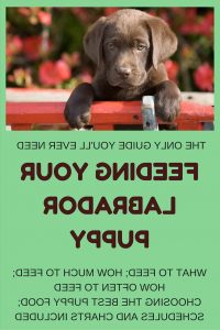 Dog Food For Labrador Puppies