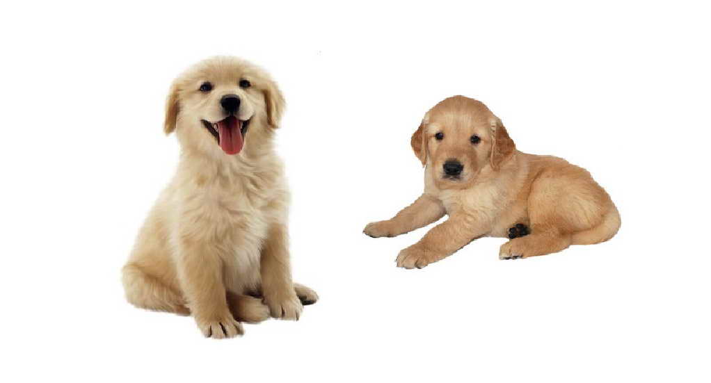 Dog Golden Retriever Puppy