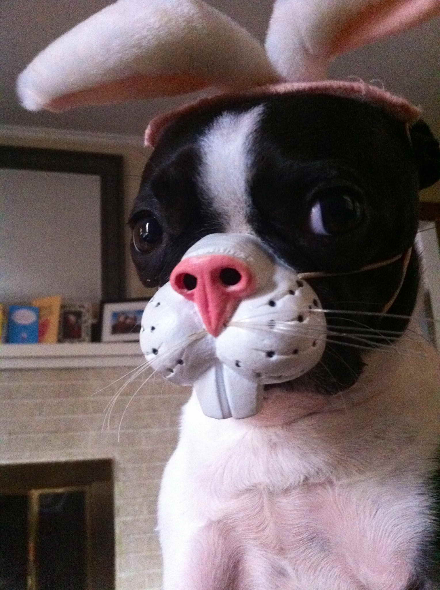 Dog Muzzle For Boston Terrier