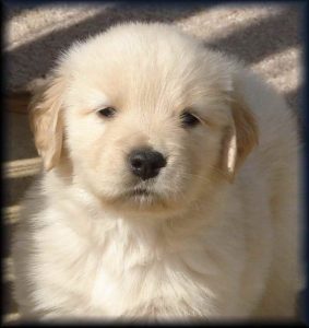 East Tennessee Golden Retriever Rescue