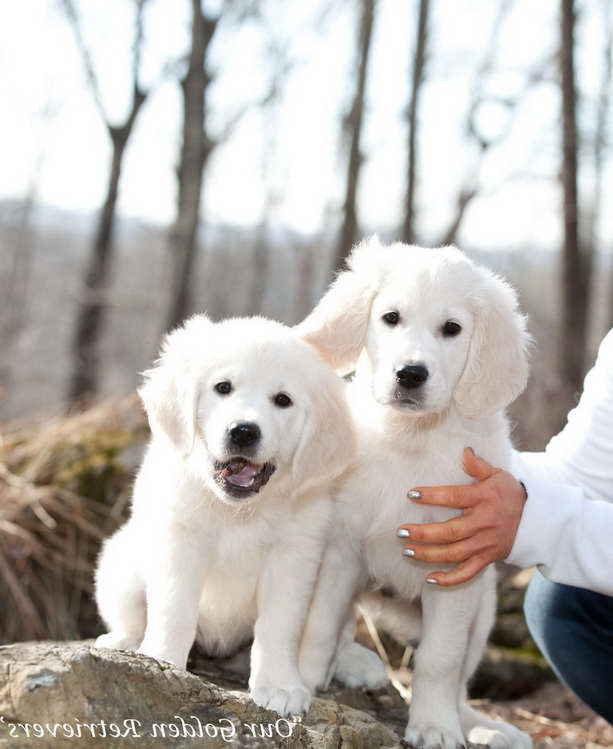 English Cream Golden Retriever Breeders In Texas